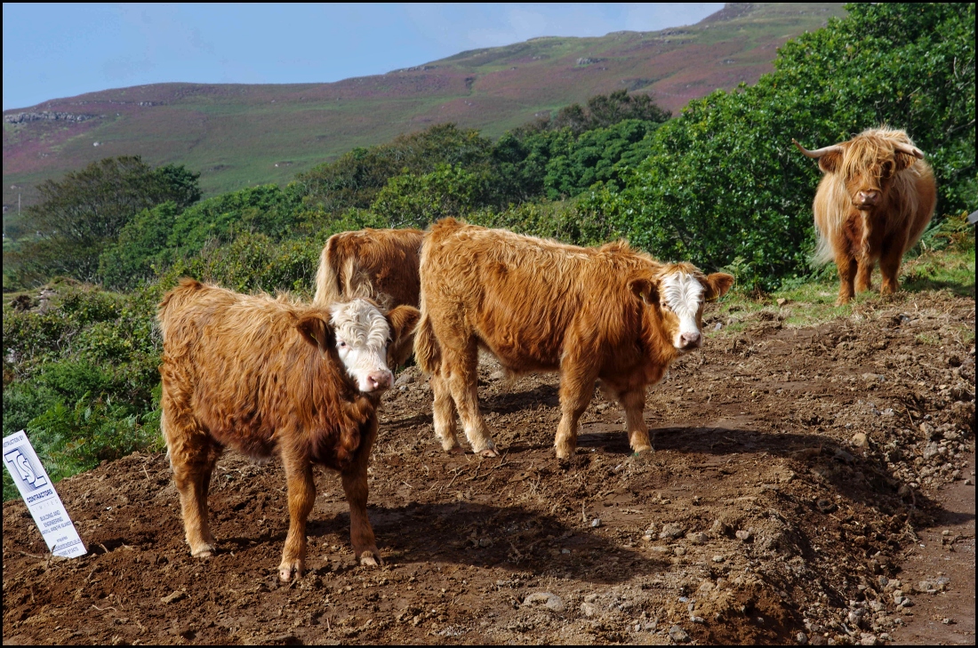 highland cattle meat quality