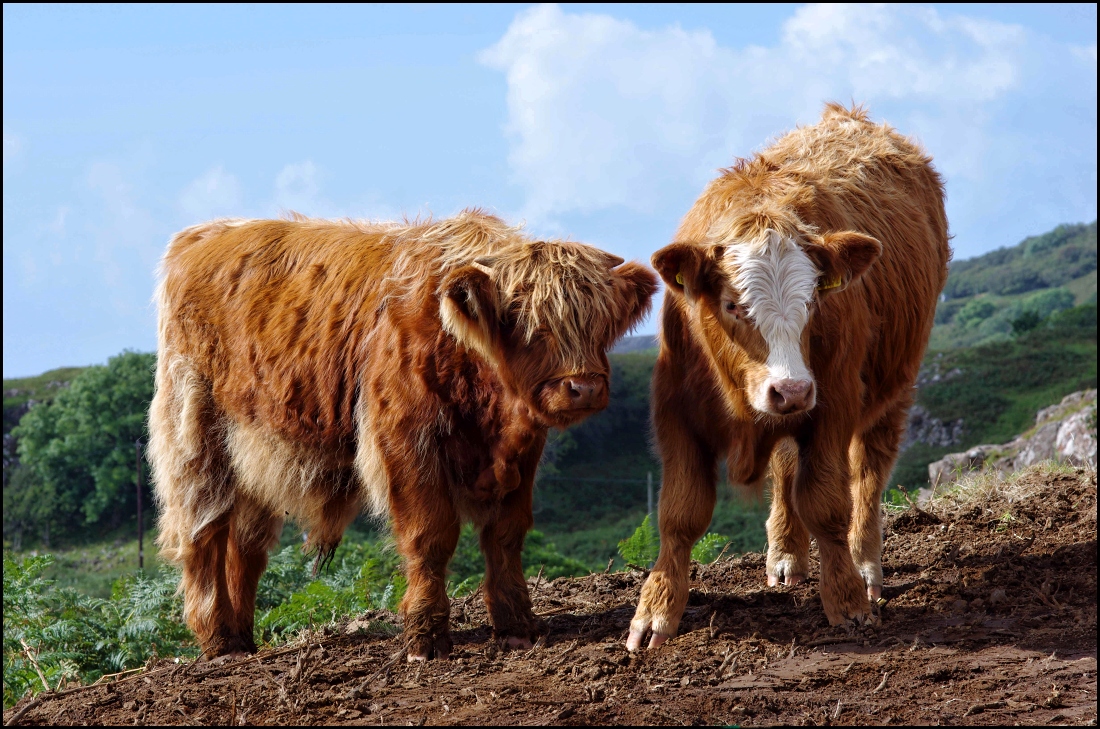 are highland cattle friendly